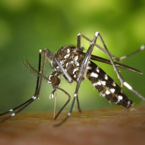 Consejos para que no te piquen los mosquitos