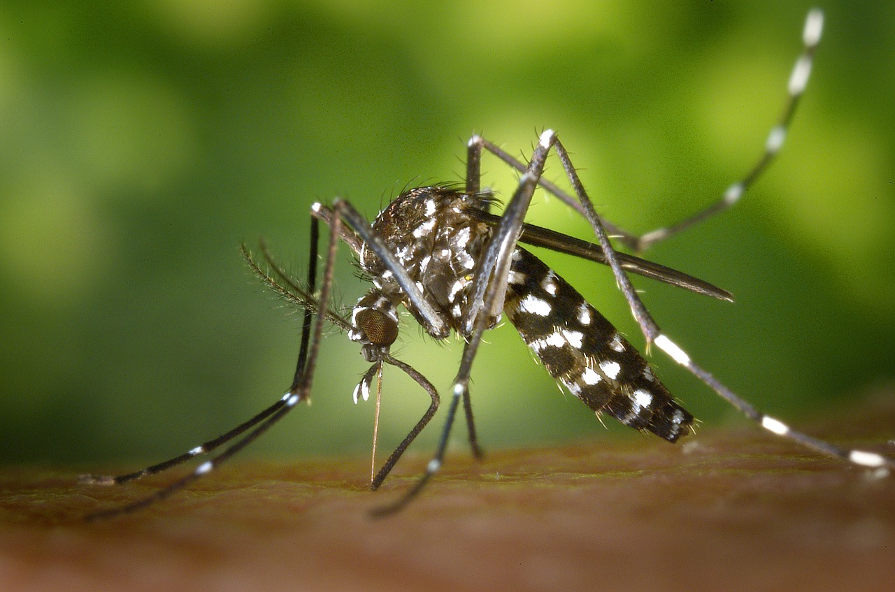Consejos para que no te piquen los mosquitos